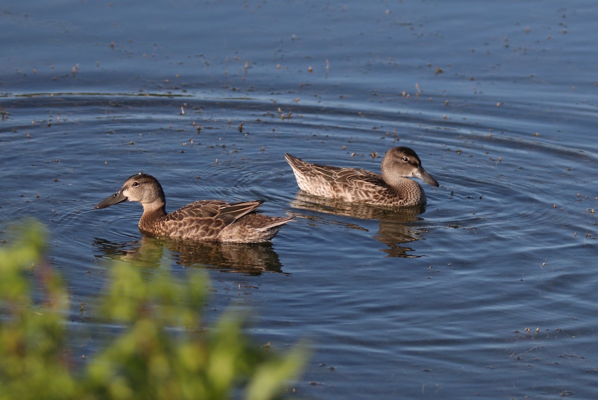 Blue-winged Teal - Lin 'Caspian' Stern