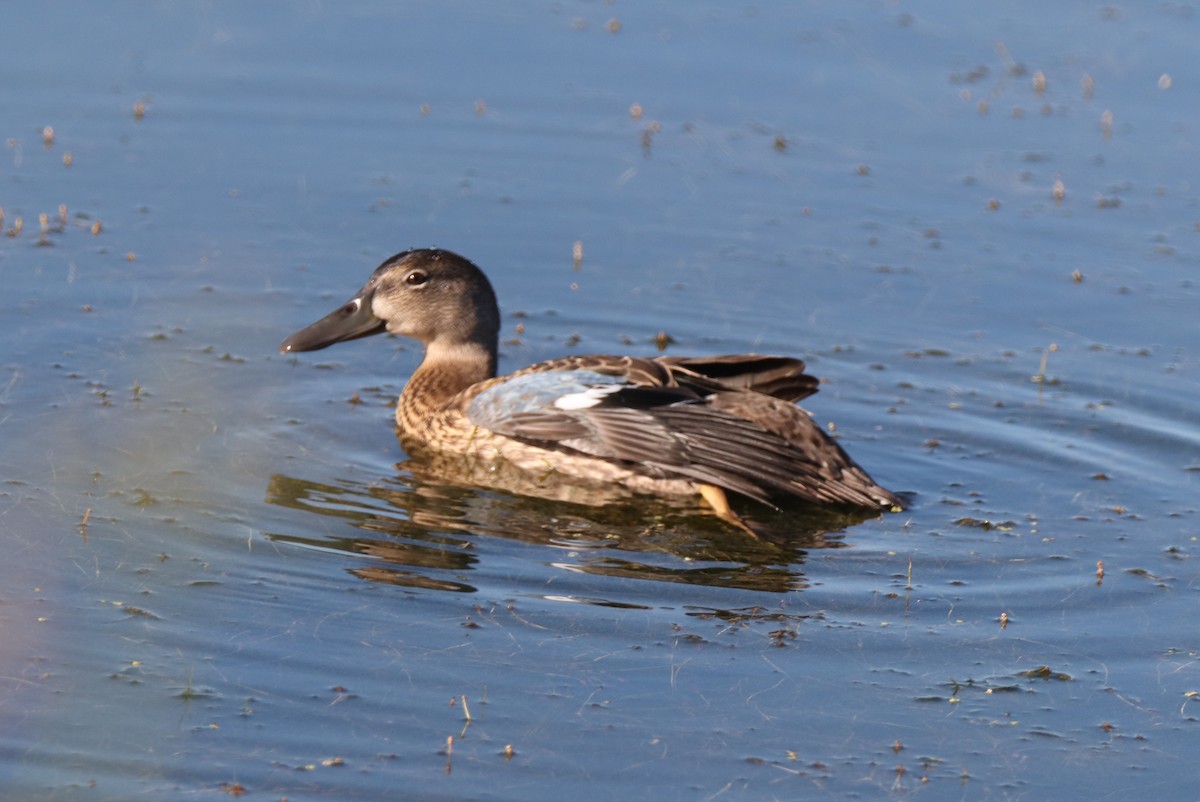 Blue-winged Teal - Lin 'Caspian' Stern