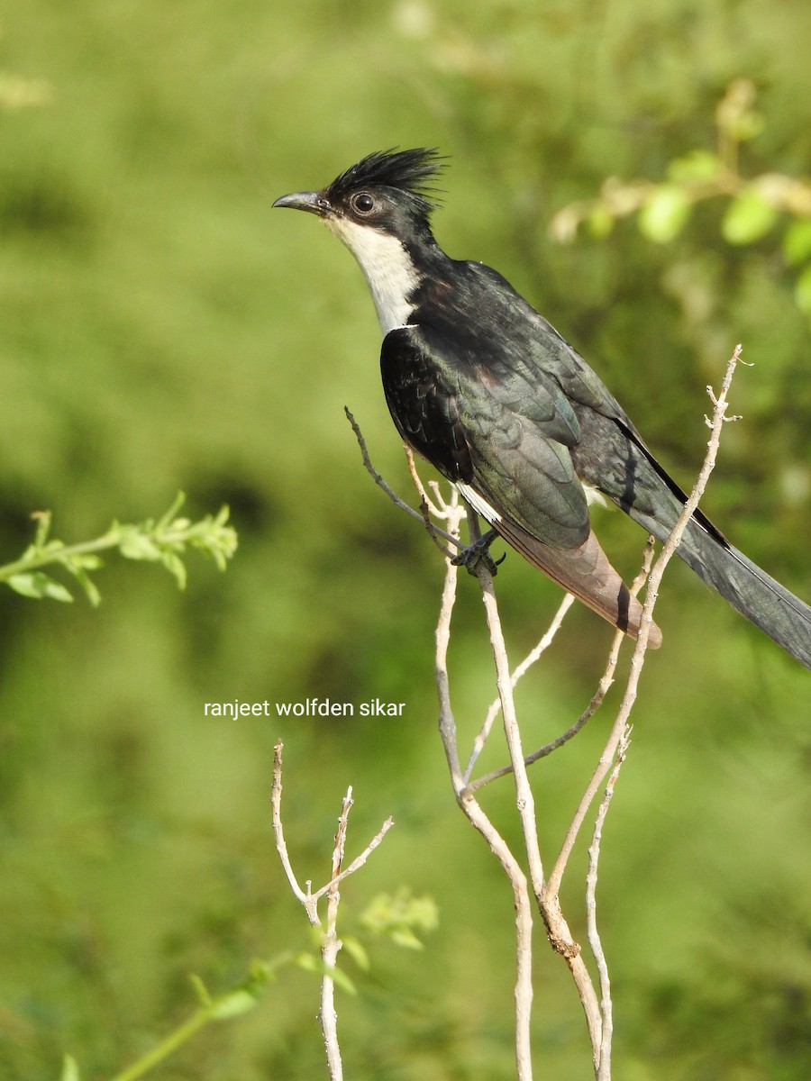 Pied Cuckoo - Ranjeet Singh