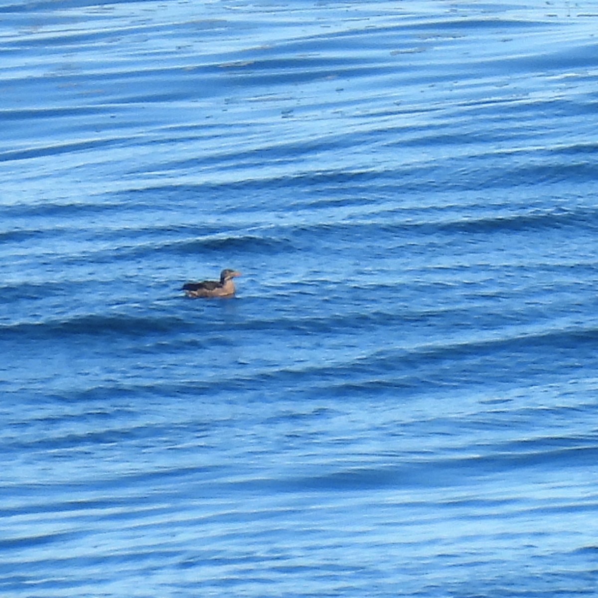 Rhinoceros Auklet - ML475666881