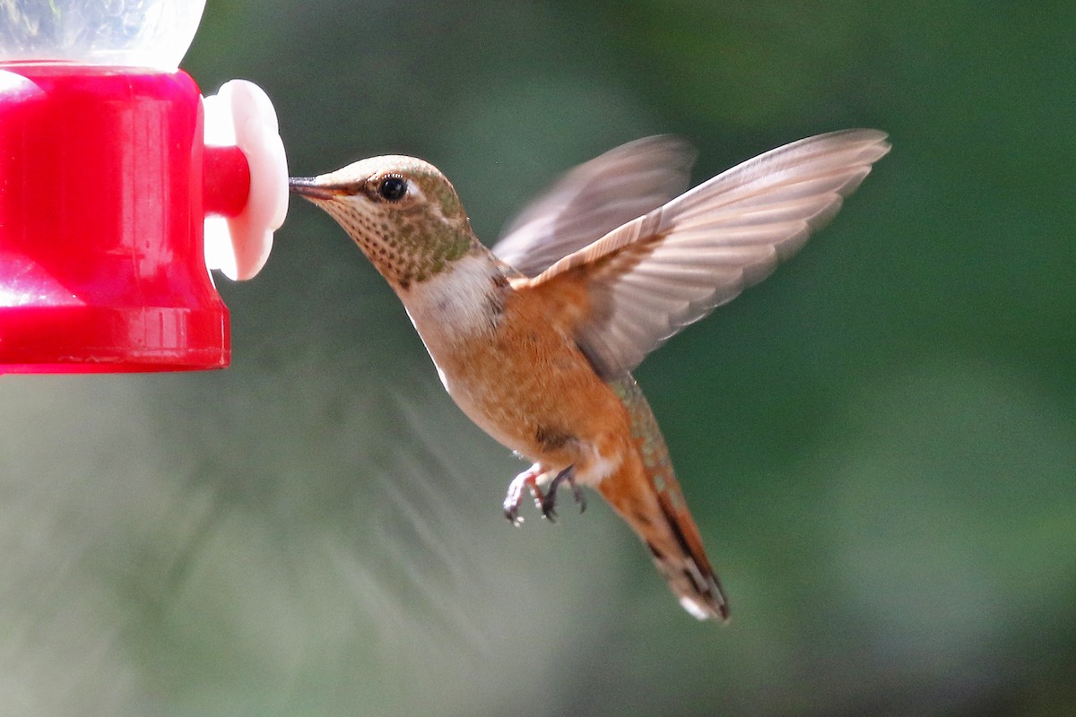 Rufous Hummingbird - ML475667251