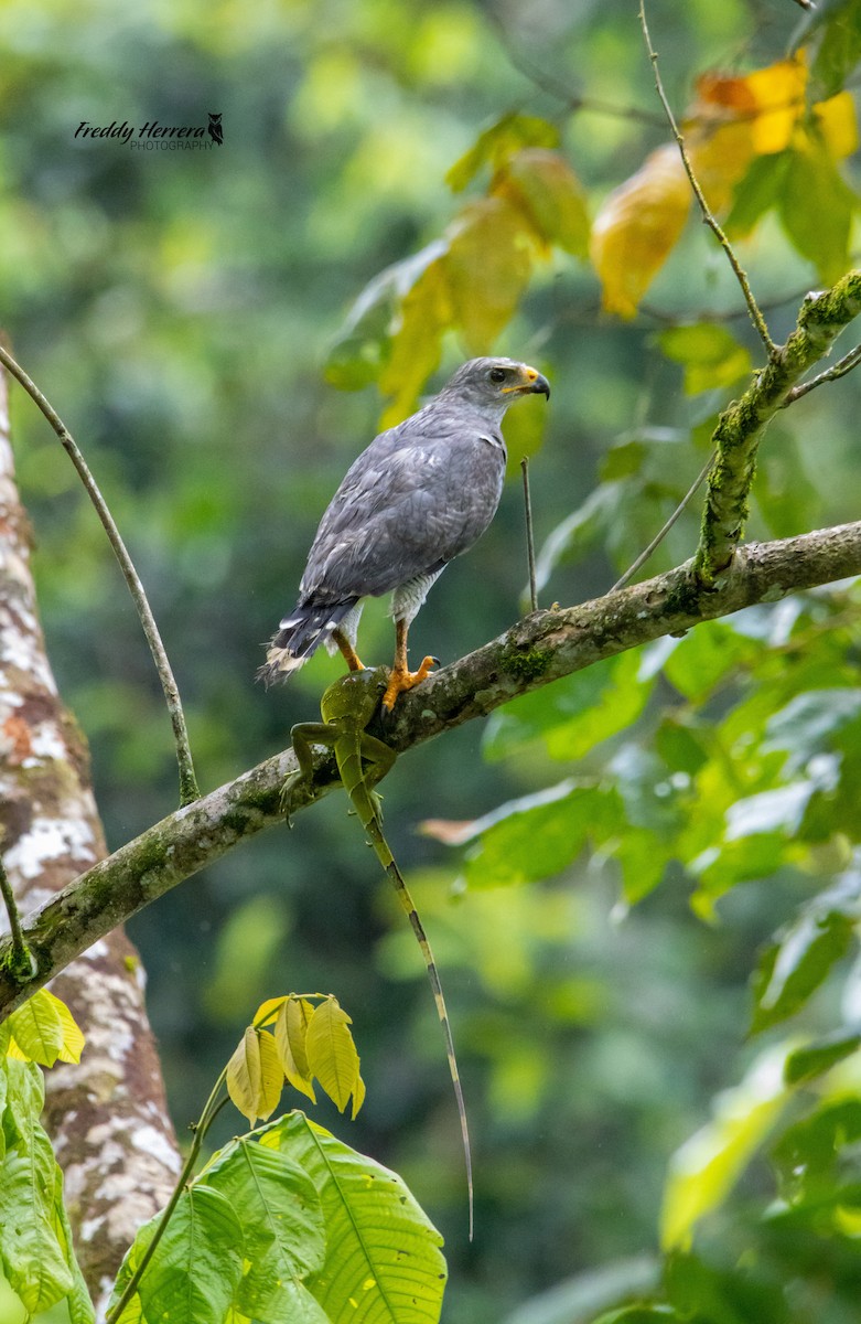 Gray Hawk - Freddy Herrera