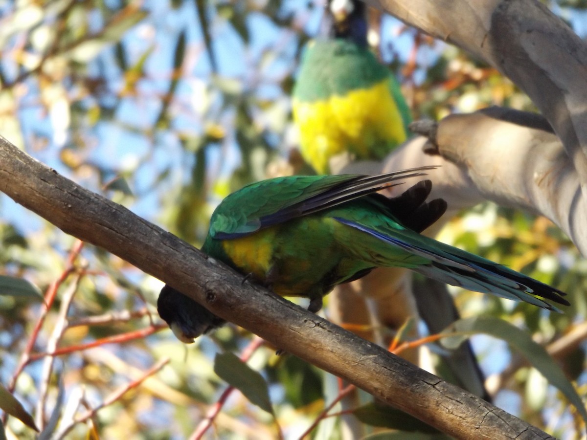 Australian Ringneck - ML475668931