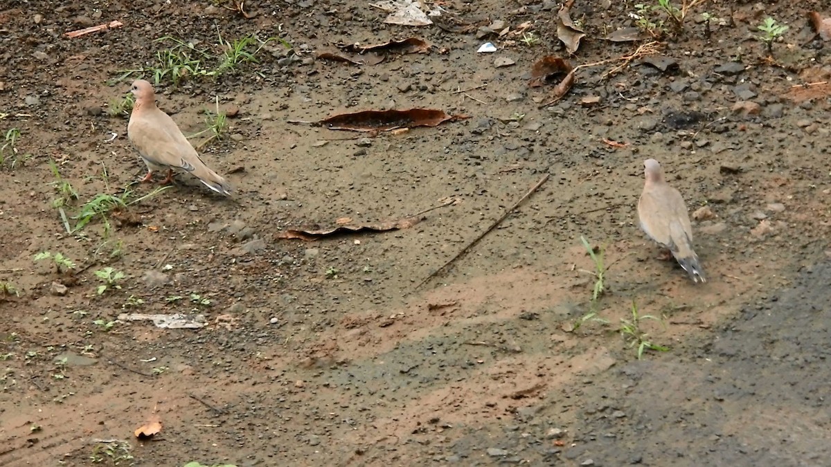 Laughing Dove - ML475672191