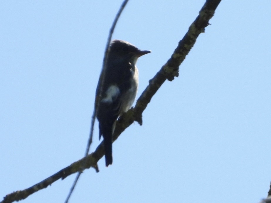 Olive-sided Flycatcher - ML475672271