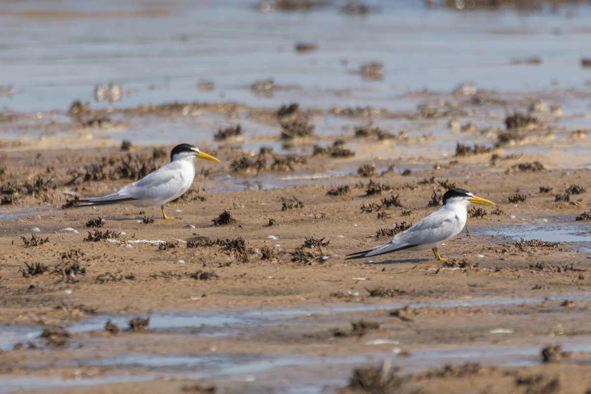 Yellow-billed Tern - ML475674061