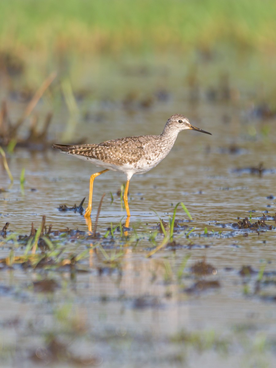 Lesser Yellowlegs - ML475674831