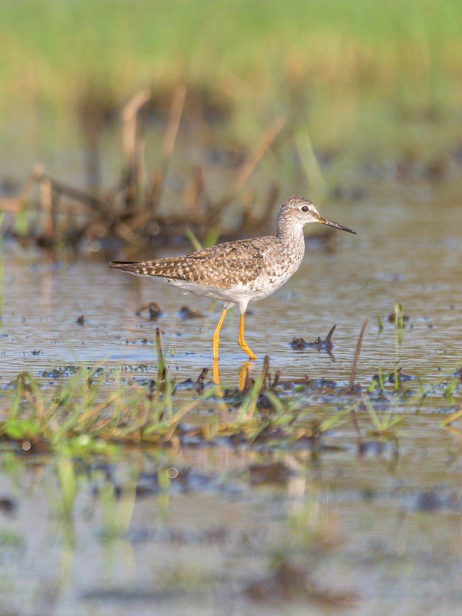 Lesser Yellowlegs - ML475674861