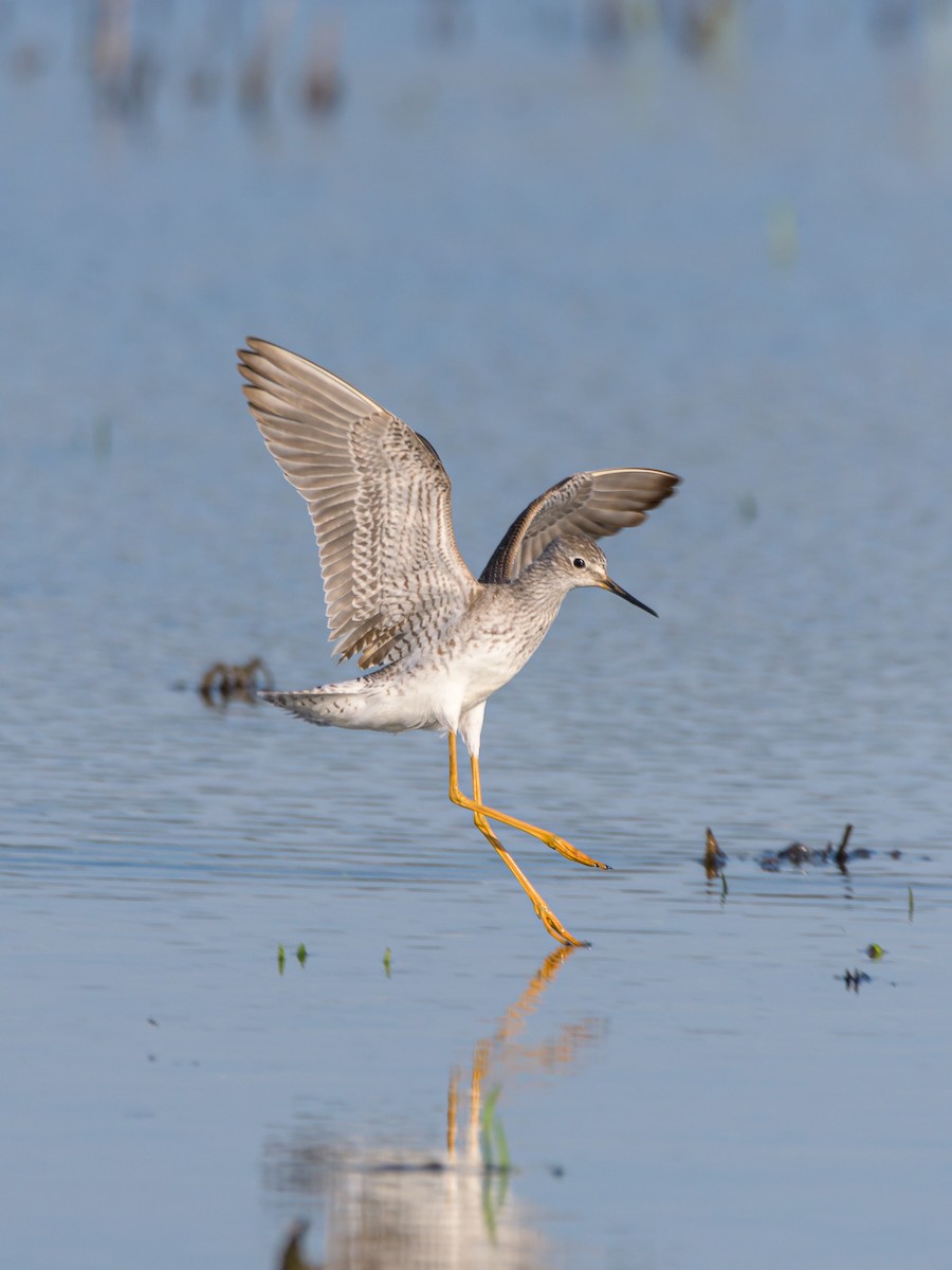 Lesser Yellowlegs - Carlos Rossello