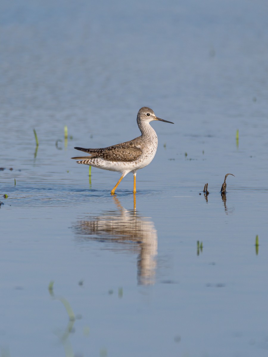 Lesser Yellowlegs - Carlos Rossello