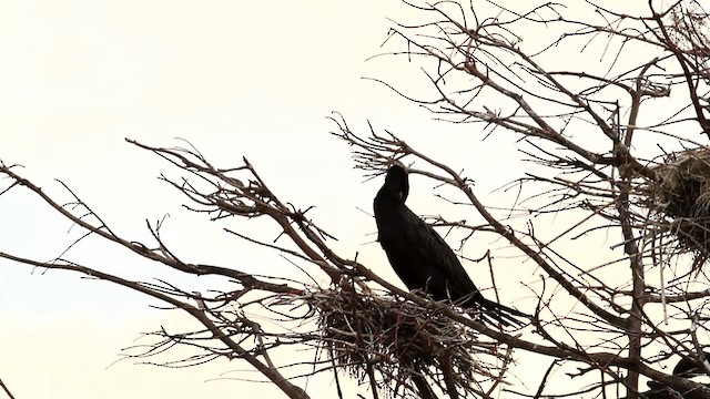 Neotropic Cormorant - ML475675