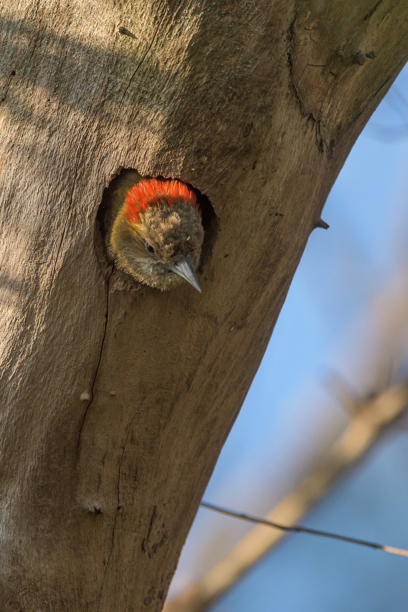 Little Woodpecker - Carlos Rossello