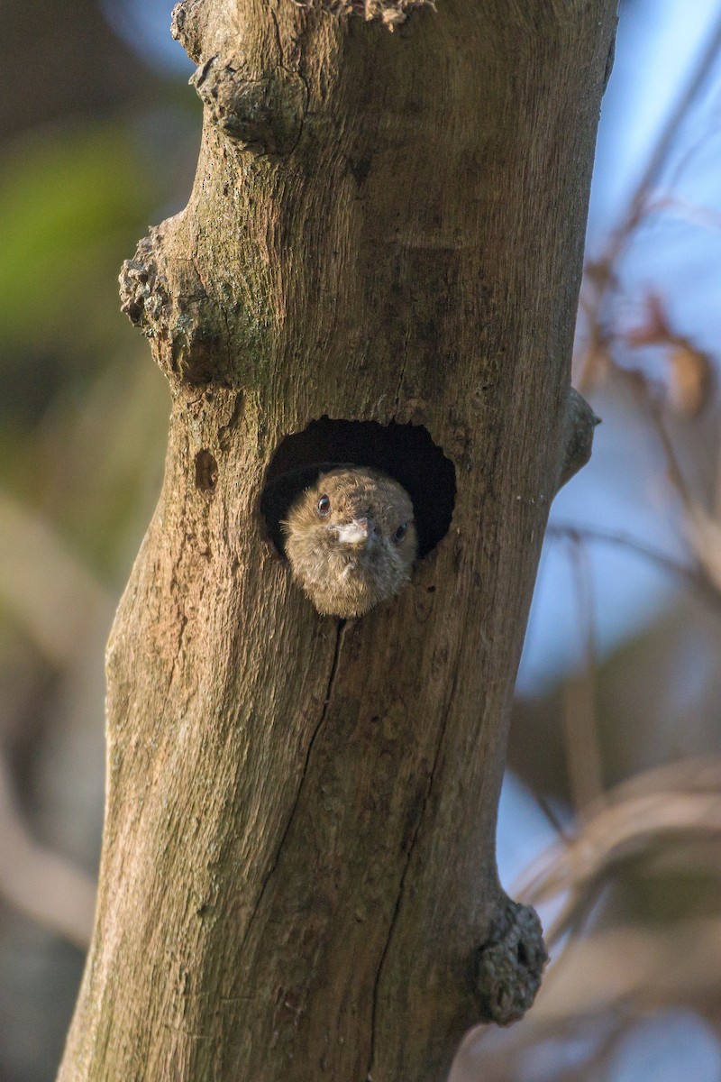 Little Woodpecker - ML475675031