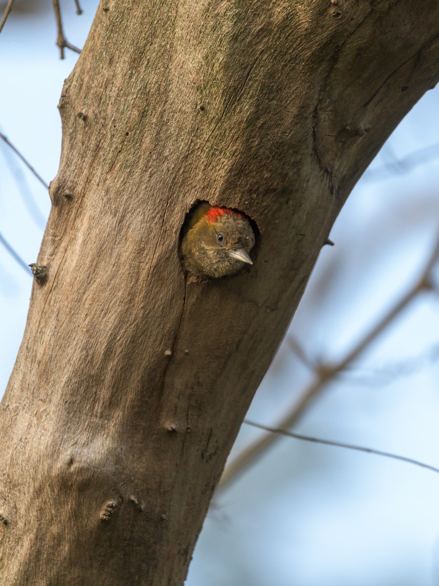 Little Woodpecker - Carlos Rossello