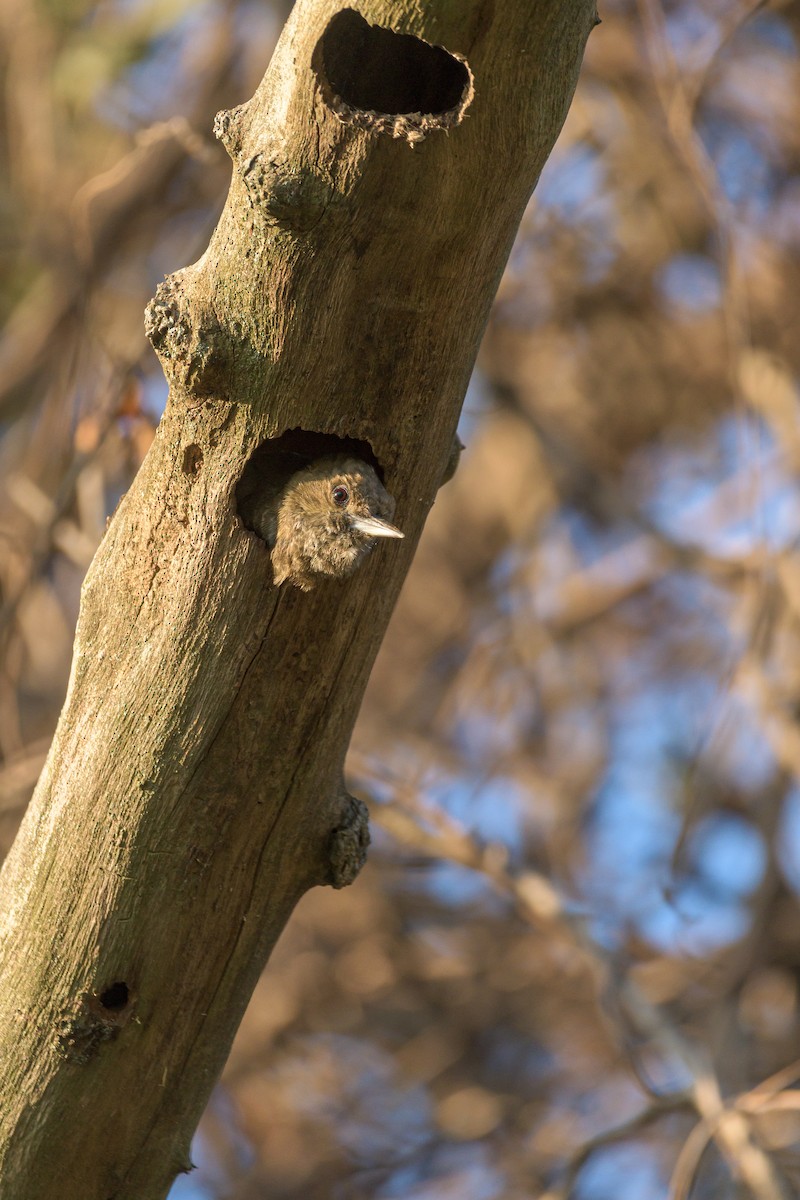 Little Woodpecker - Carlos Rossello