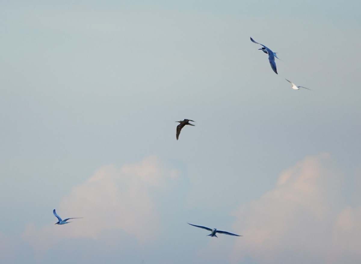 Black Noddy (minutus Group) - ML475677041