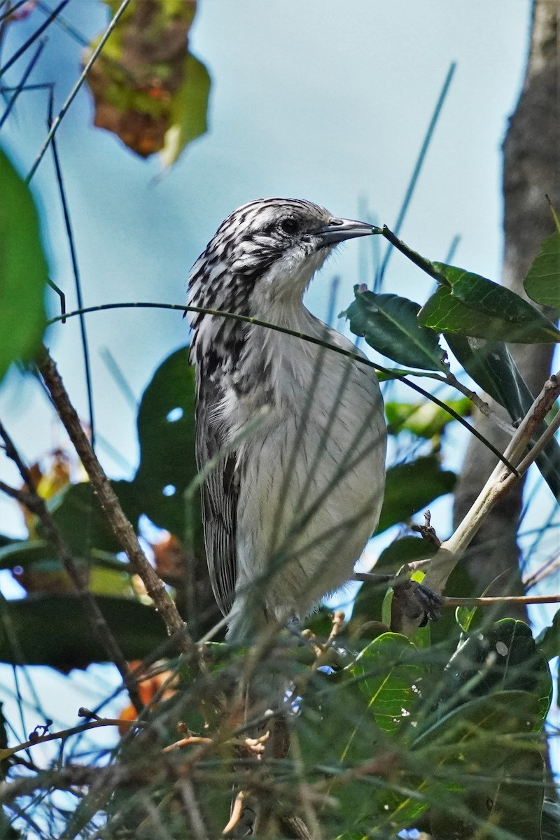 Striped Honeyeater - ML475677061