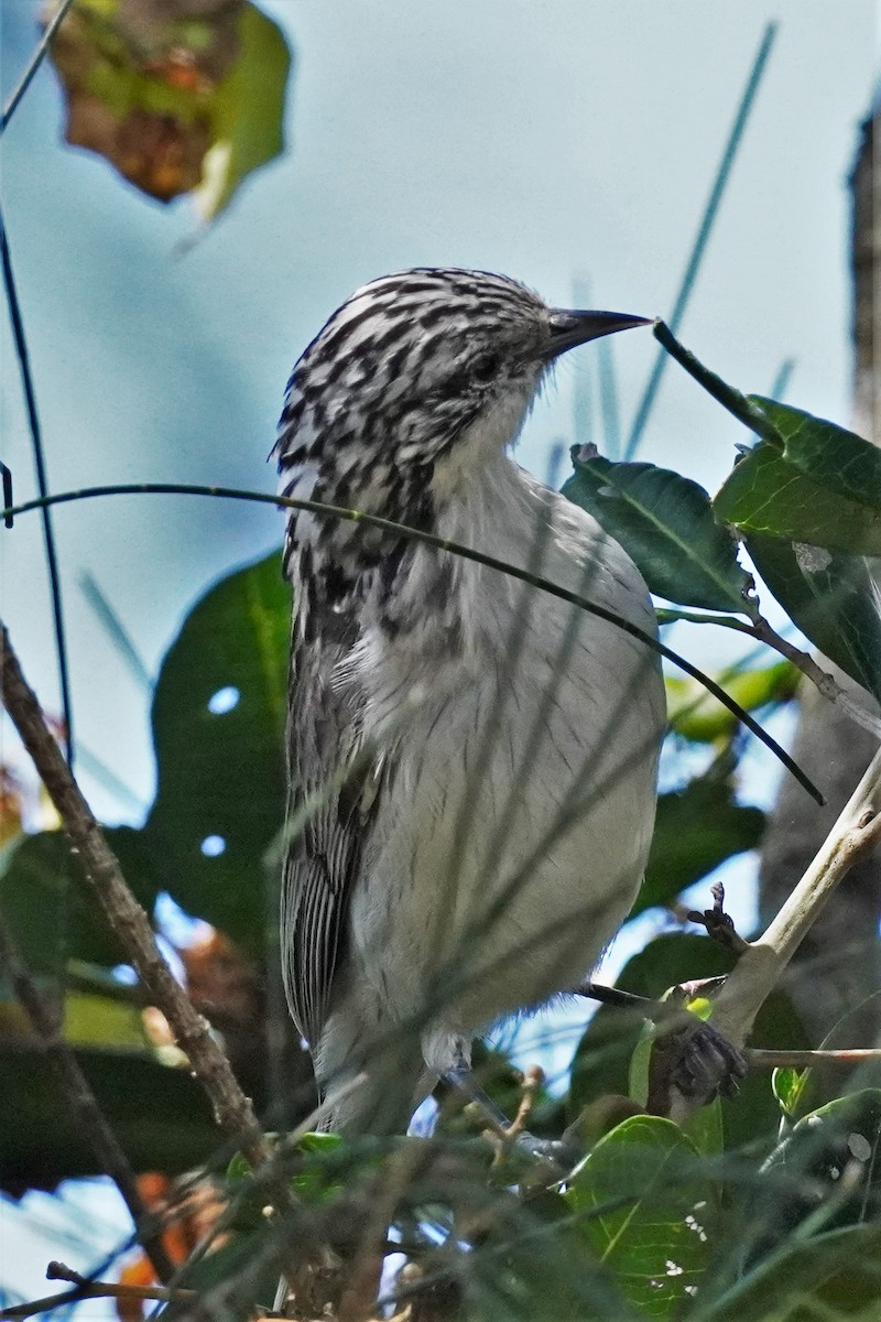 Striped Honeyeater - ML475677071