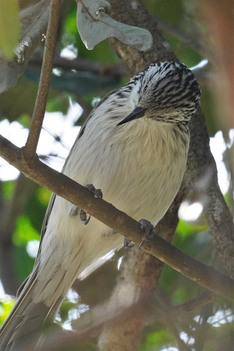 Striped Honeyeater - ML475677081