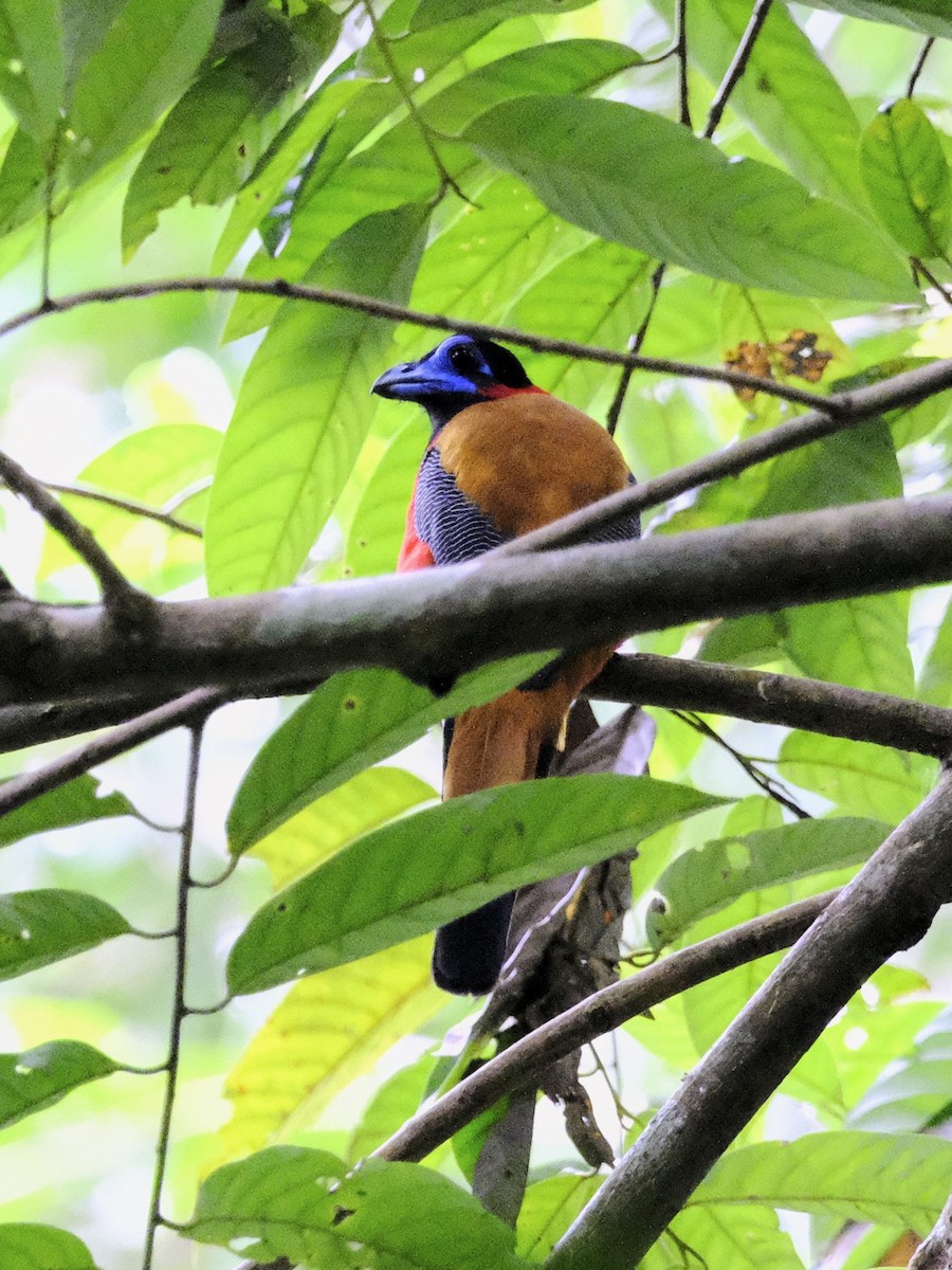 Red-naped Trogon - ML475677151