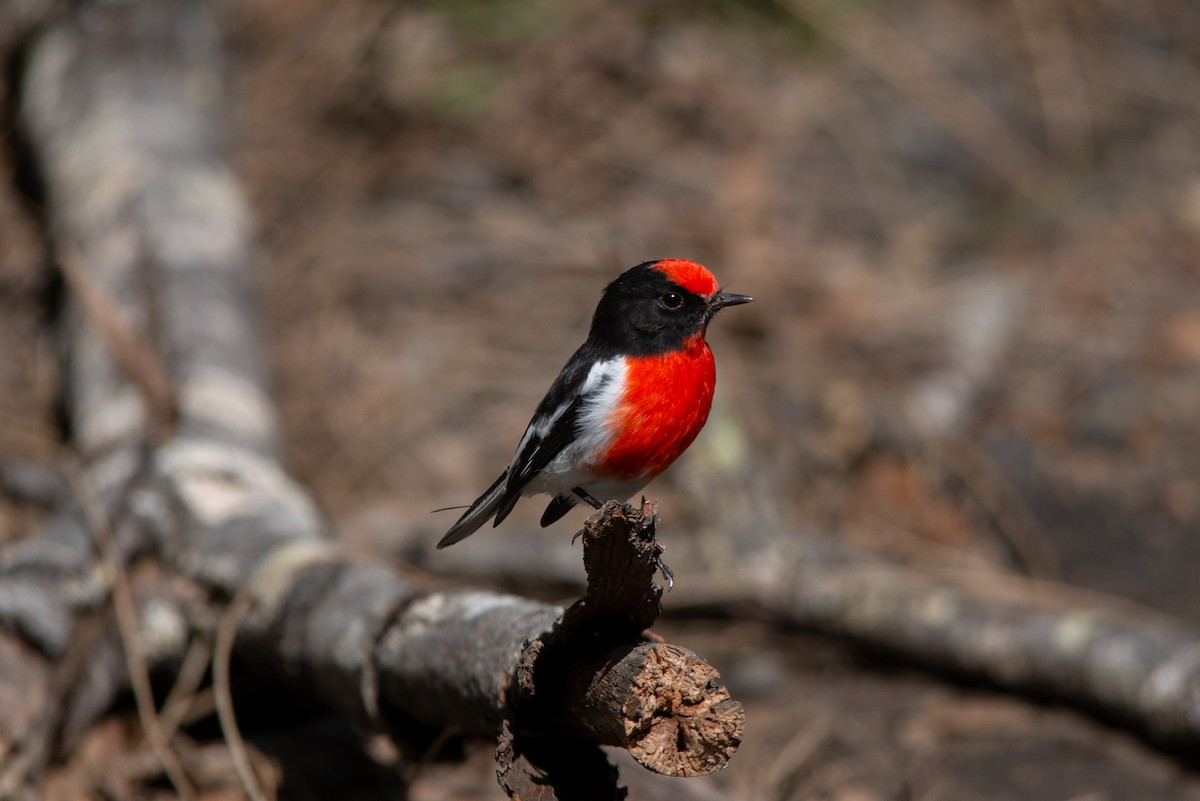 Red-capped Robin - ML475678481