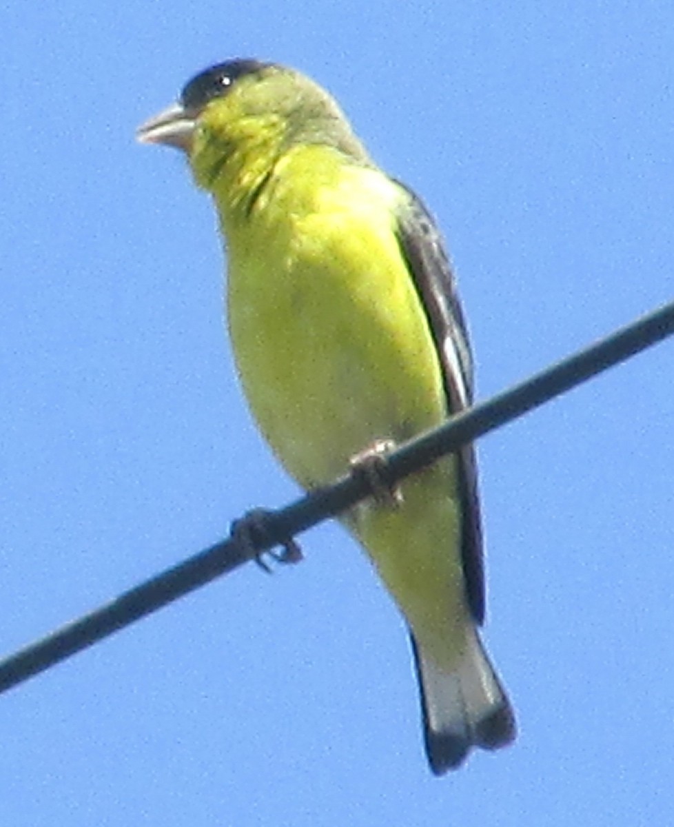 Lesser Goldfinch - Joshua  Smith