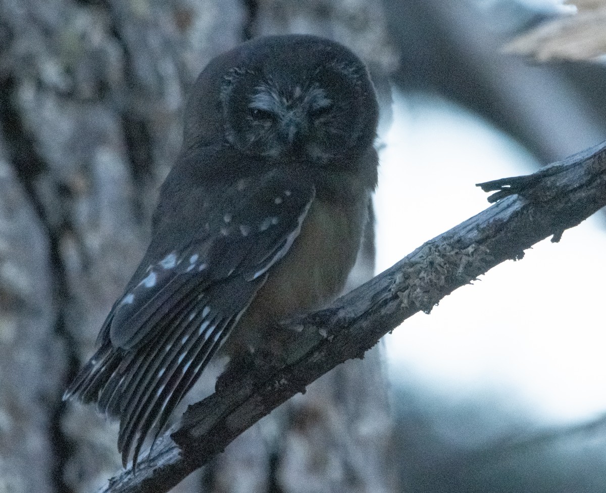 Northern Saw-whet Owl - ML475679371