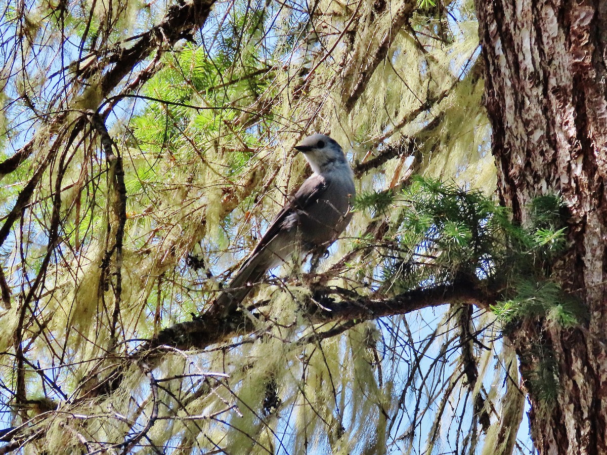 Canada Jay - ML475679801