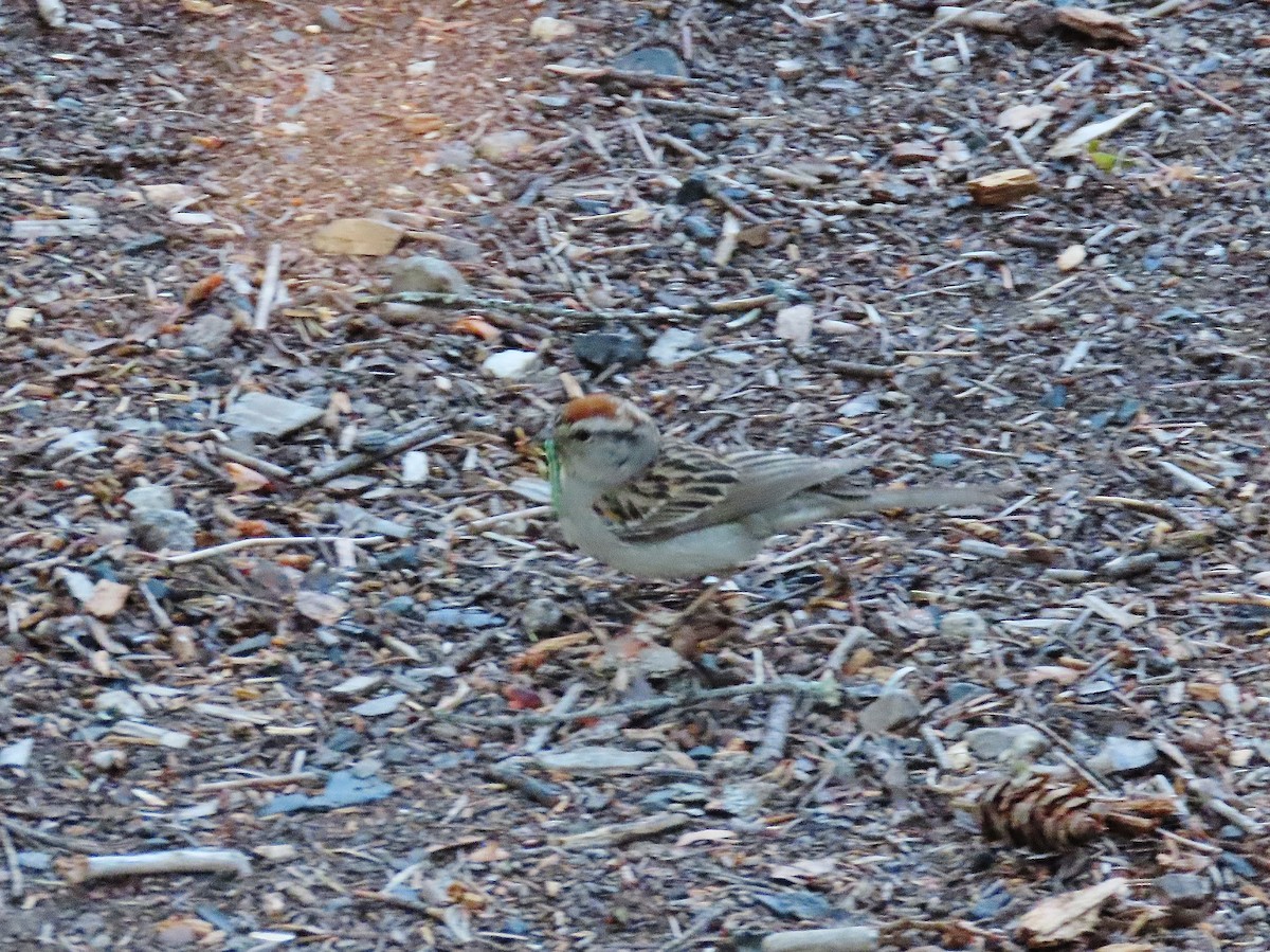 Chipping Sparrow - ML475679891