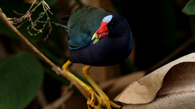 Purple Gallinule - ML475681