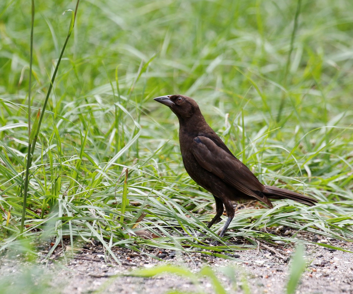 Bronzed Cowbird - ML475681091