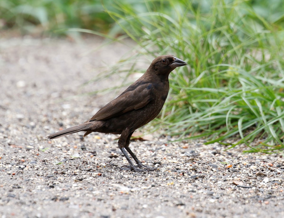 Bronzed Cowbird - Anne Ruben