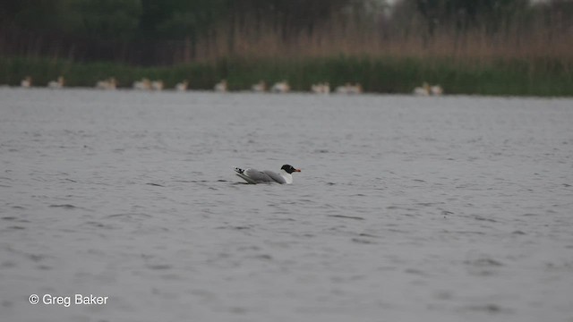 Pallas's Gull - ML475681241