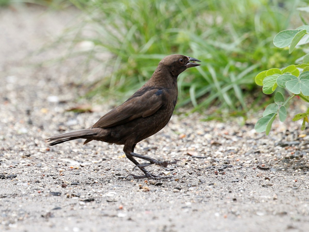 Bronzed Cowbird - ML475681281