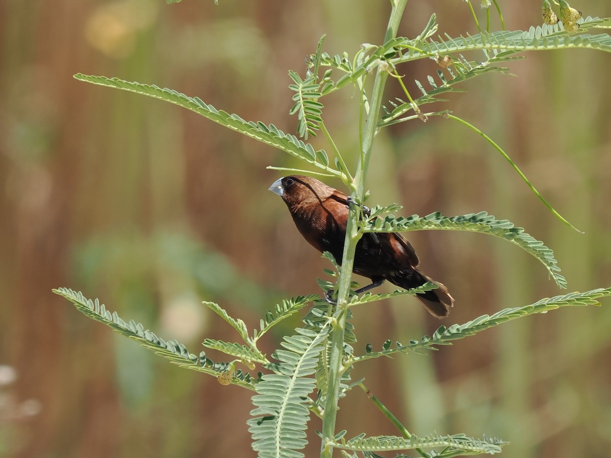 Chestnut Munia - ML475681401