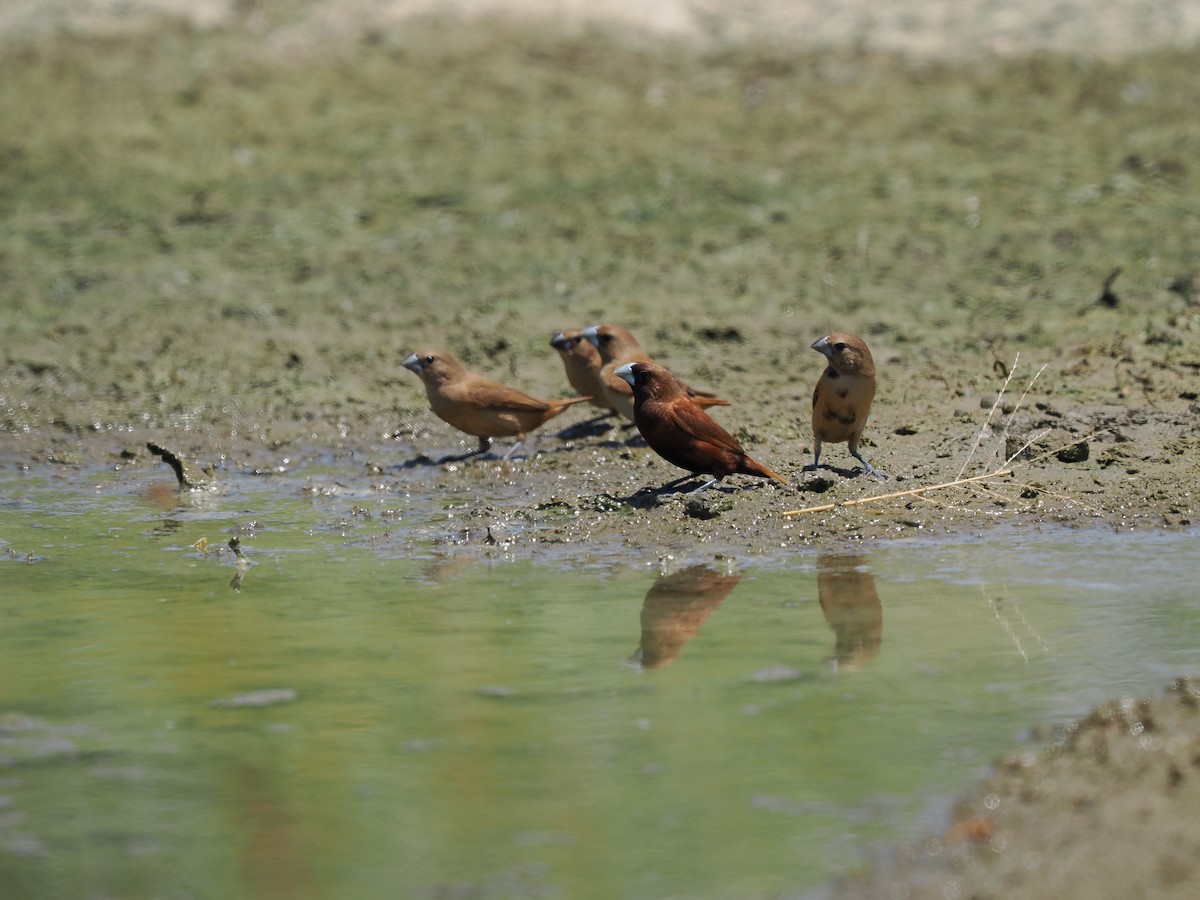 Chestnut Munia - ML475681431
