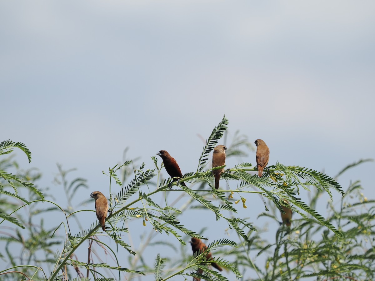 Chestnut Munia - ML475681451