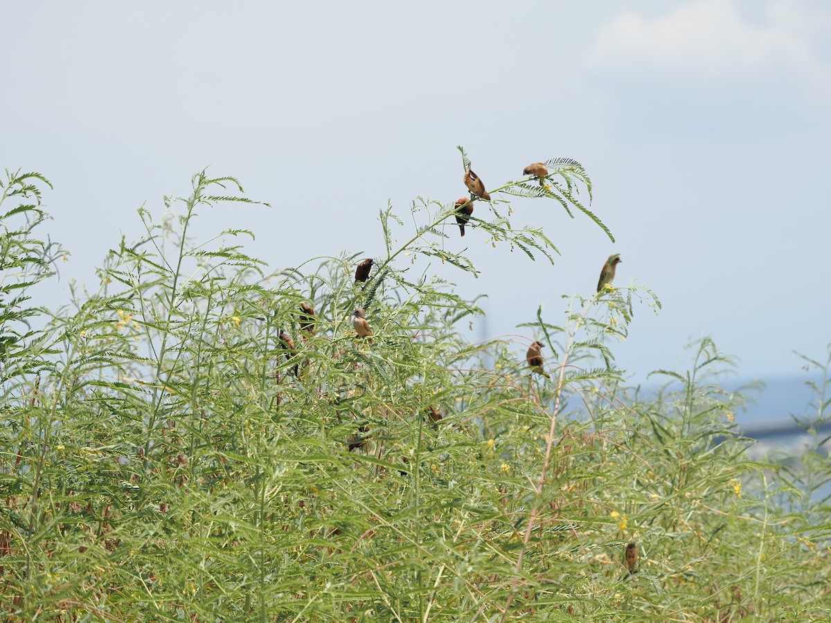 Chestnut Munia - ML475681461