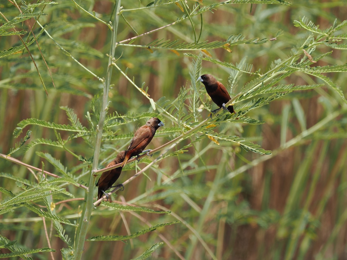 Chestnut Munia - ML475681501