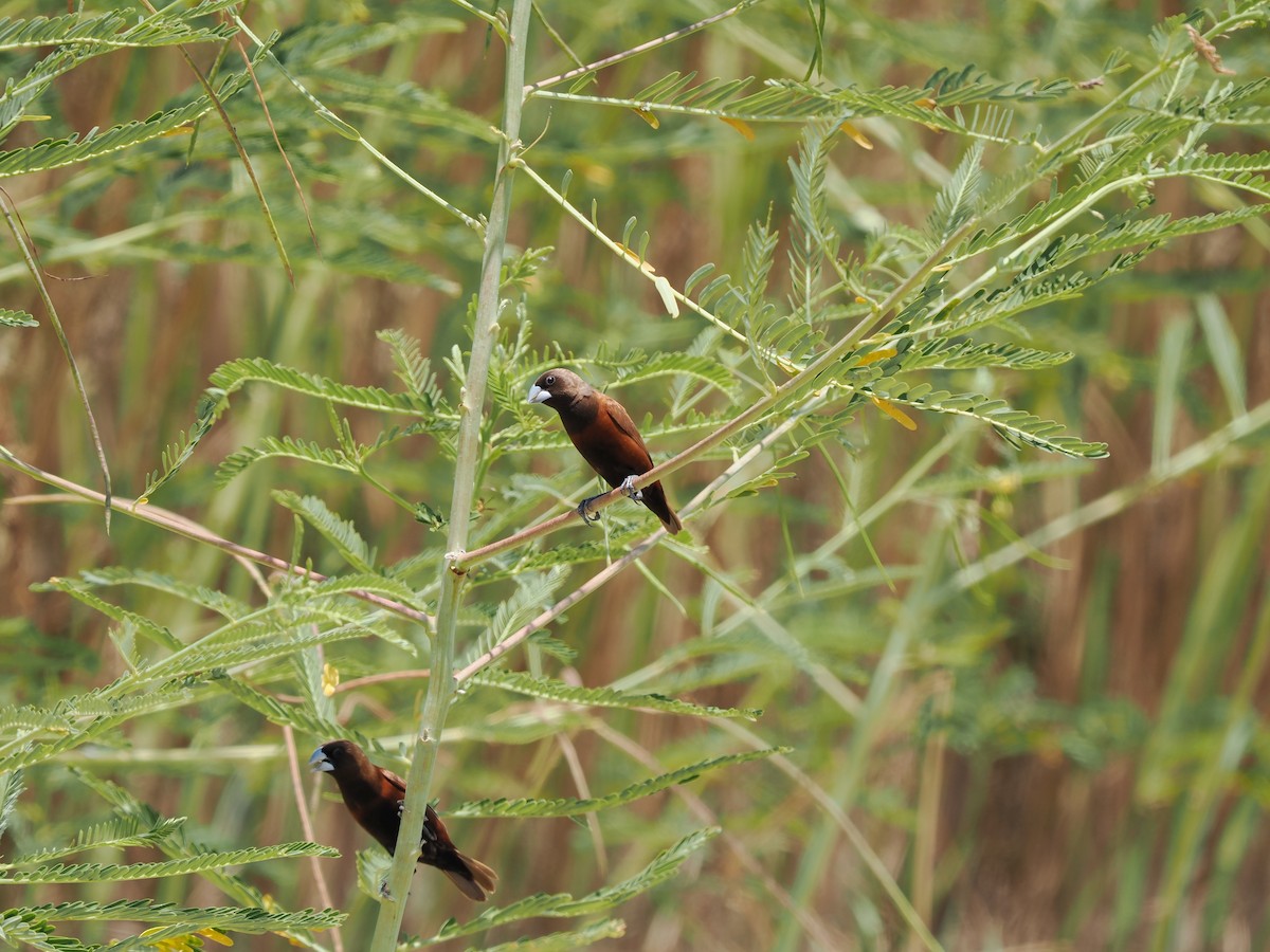 Chestnut Munia - ML475681521