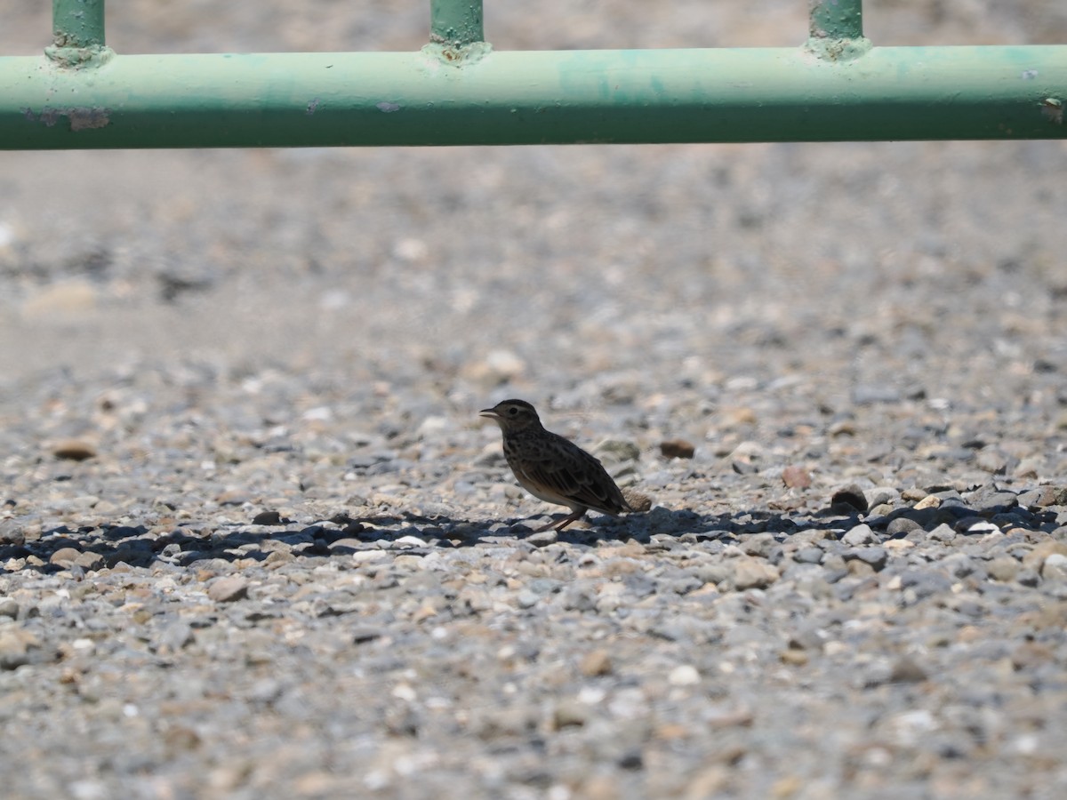 Дорнын болжмор - ML475681581