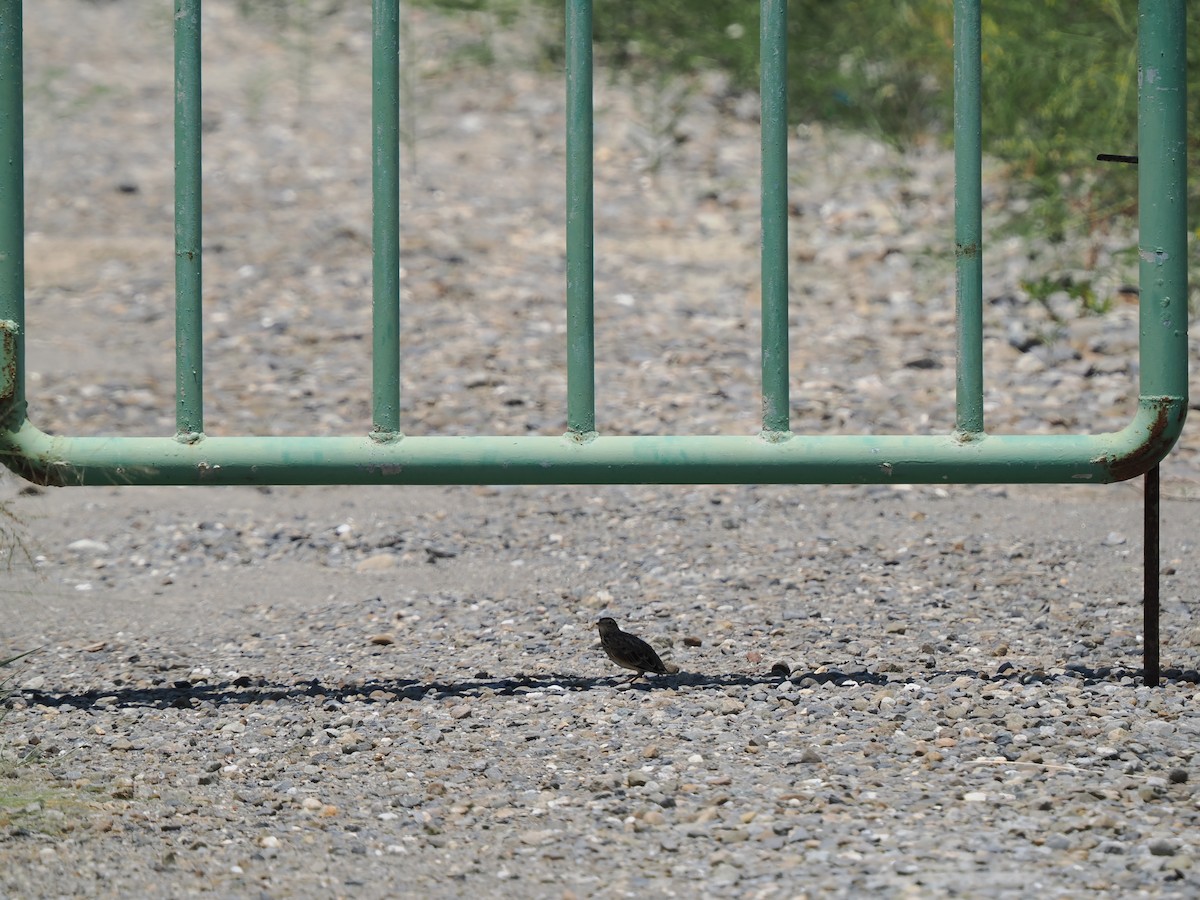 Дорнын болжмор - ML475681591