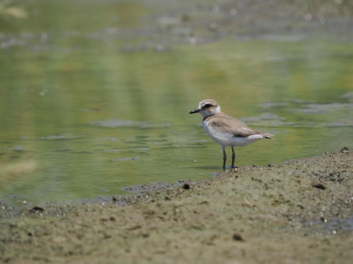 Kentish Plover (Kentish) - ML475681721