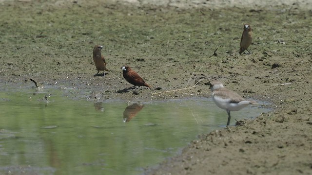 Chestnut Munia - ML475683061