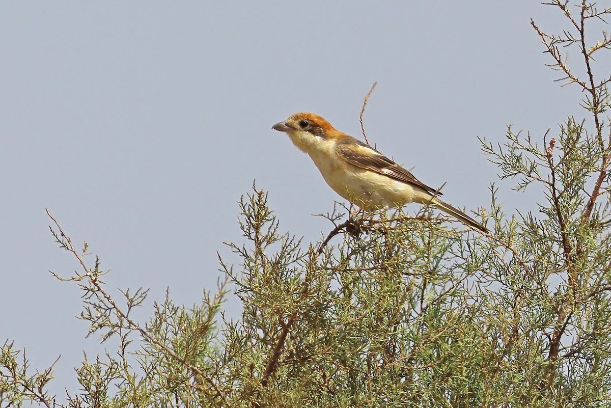 חנקן אדום-ראש - ML475684181