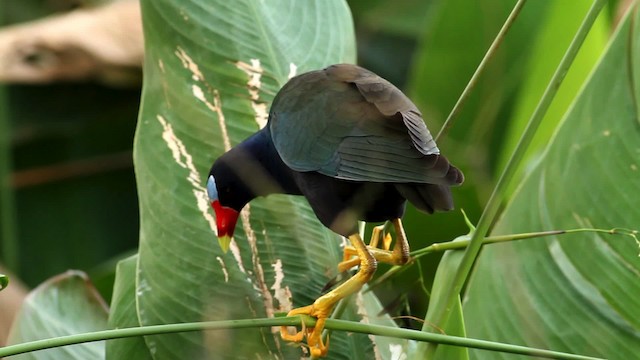 Purple Gallinule - ML475685