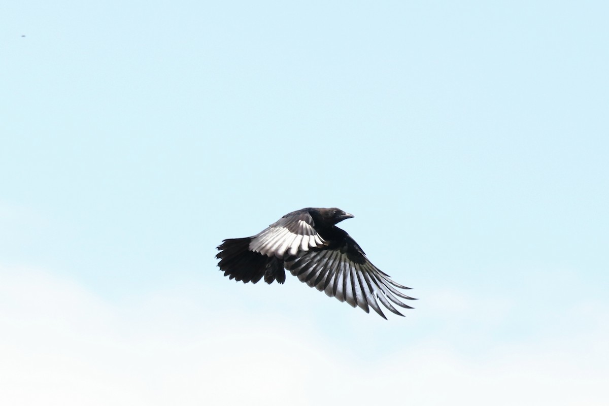 American Crow - ML475685141