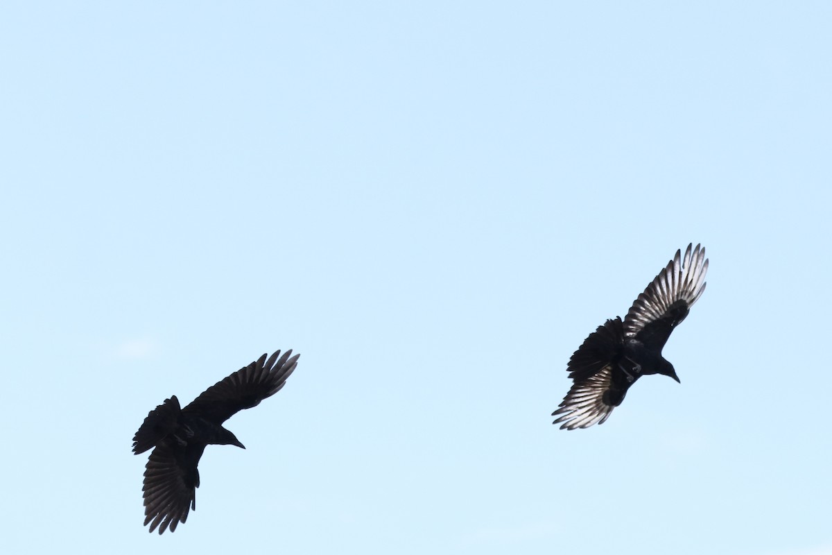 American Crow - ML475685151