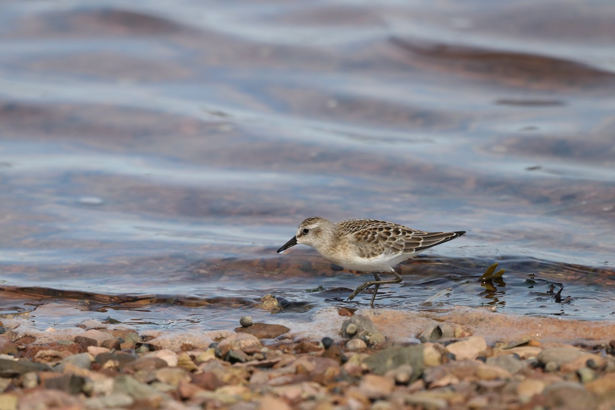 Semipalmated Sandpiper - Alex Plamondon