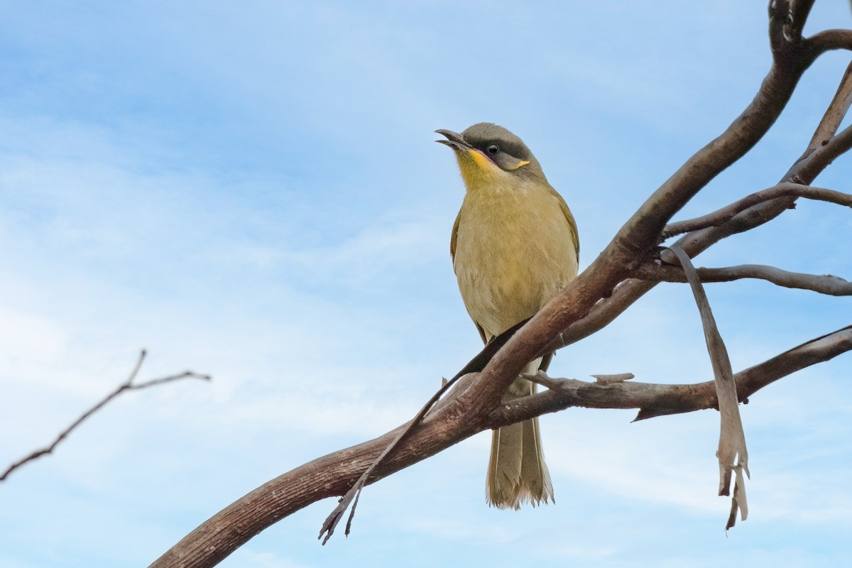 Purple-gaped Honeyeater - ML475685331